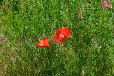 Kırmızı gelincikler güneşli bir yaz gününde güzel çiçek açarlar.