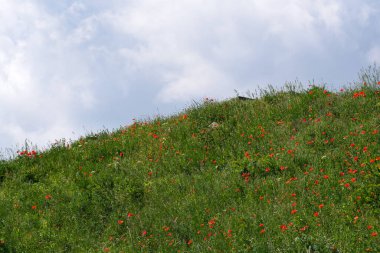 Mavi gökyüzünün altında çimlerle kaplanmış yeşil tepe, güneşli bir yaz gününde açan kırmızı gelincikli bulutlar.