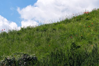 Mavi gökyüzünün altında çimlerle kaplanmış yeşil tepe, güneşli bir yaz gününde açan kırmızı gelincikli bulutlar.
