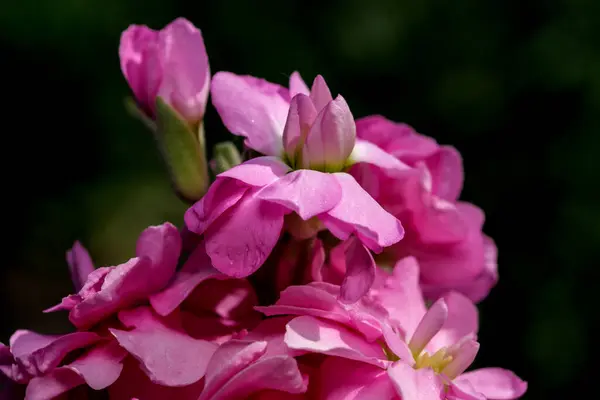 Beautiful Summer Flowers Garden Flowerbed Close Shot Bright Summer Sunny — Stock Photo, Image