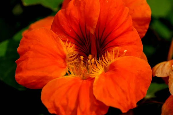 Lindas Flores Verão Jardim Florido Close Tiro Verão Brilhante Dia — Fotografia de Stock