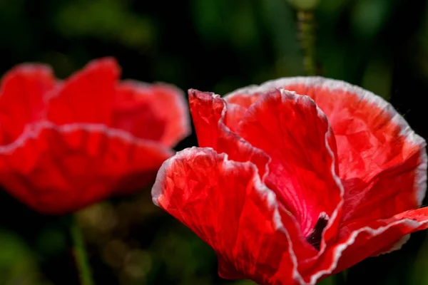 Les Coquelicots Rouges Fleurissent Magnifiquement Sur Gros Plan Ensoleillé Journée — Photo