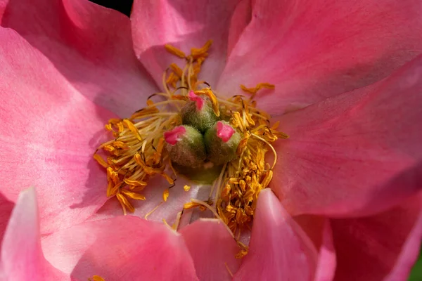 Bella Immagine Della Pianta Del Fiore Peonia Fioritura Close Macro — Foto Stock