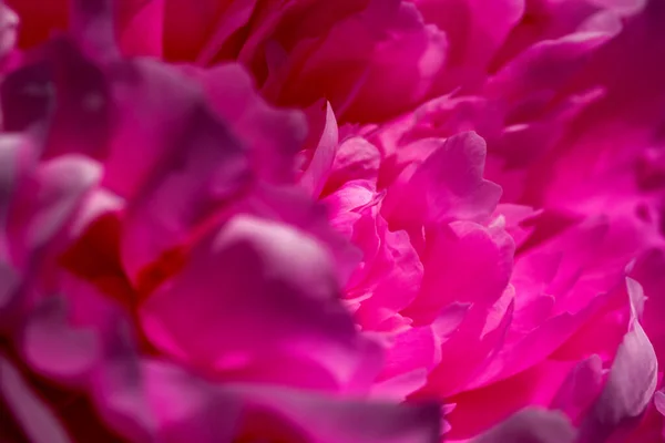 Beautiful Flower Plant Picture Blooming Peony Close Macro Photography — Stock Photo, Image