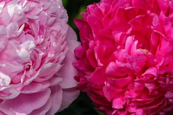 Bella Immagine Della Pianta Del Fiore Peonia Fioritura Close Macro — Foto Stock