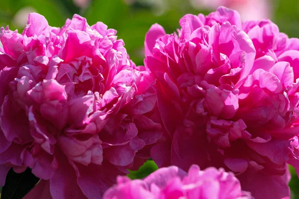 Güzel çiçek bitkisi resmi şakayık çiçekli yakın çekim makro fotoğraf.