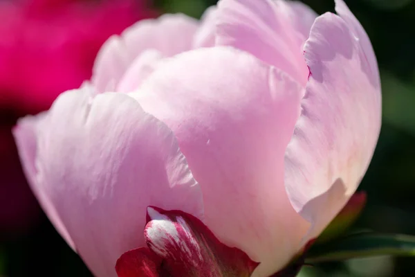 Beautiful Flower Plant Picture Blooming Peony Close Macro Photography — Stock Photo, Image