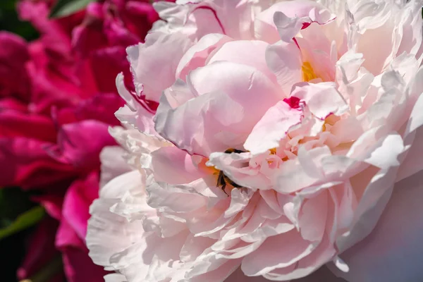 Bella Immagine Della Pianta Del Fiore Peonia Fioritura Close Macro — Foto Stock