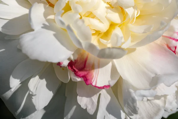 Bella Immagine Della Pianta Del Fiore Peonia Fioritura Close Macro — Foto Stock