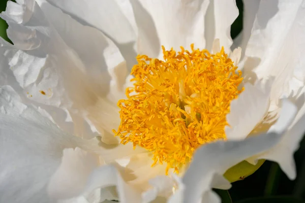 Bella Immagine Della Pianta Del Fiore Peonia Fioritura Close Macro — Foto Stock