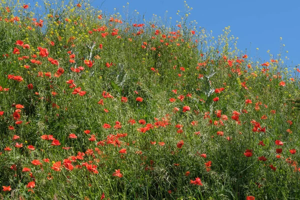 Mavi gökyüzünün altında çimlerle kaplanmış yeşil tepe, güneşli bir yaz gününde açan kırmızı gelincikli bulutlar.