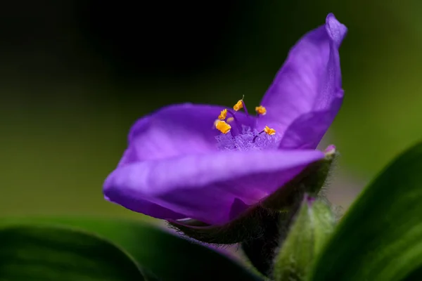 Gyönyörű Nyári Virágok Egy Kertben Virágágyás Közelkép Lövés Egy Fényes — Stock Fotó