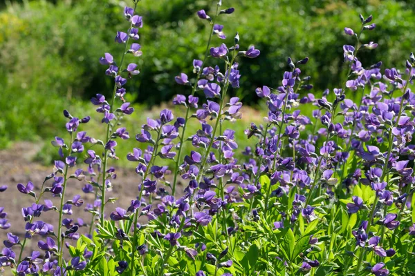 Bellissimi Fiori Estivi Aiuola Giardino Primo Piano Girato Una Luminosa — Foto Stock