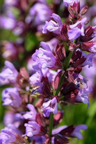 Varietal Cultivated Sage Medicinal Aromatic Herb Blooms Sunny Summer Day — Stock Photo, Image