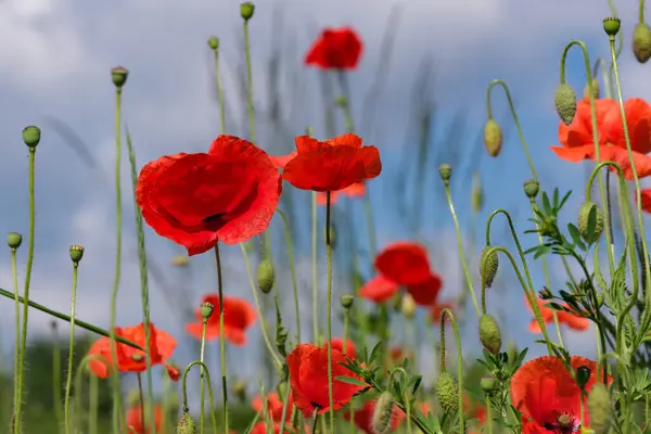 Red Poppies Bloom Beautifully Blue Sky Sunny Summer Day Close — Stock Photo, Image