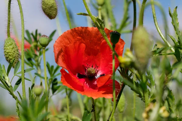 Red Poppies Bloom Beautifully Blue Sky Sunny Summer Day Close — Stock Photo, Image