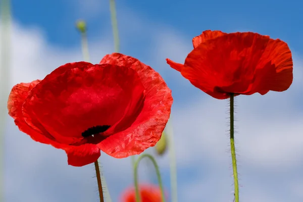 Red Poppies Bloom Beautifully Blue Sky Sunny Summer Day Close — Stock Photo, Image