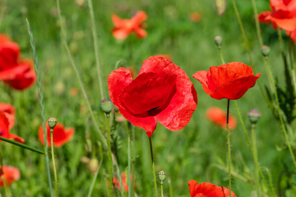 Red poppies bloom beautifully on a sunny summer day close-up
