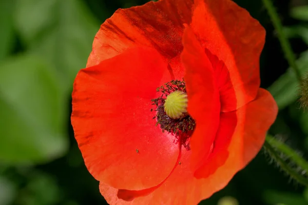 Red Poppies Bloom Beautifully Sunny Summer Day Close — Stock Photo, Image