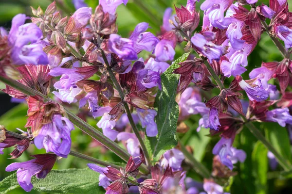 Sálvia Cultivada Variedade Ervas Aromáticas Medicinais Floresce Dia Ensolarado Verão — Fotografia de Stock