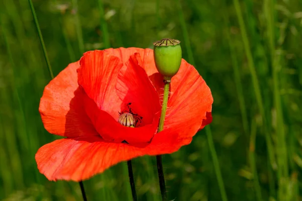 Red Poppies Bloom Beautifully Sunny Summer Day Close — Stock Photo, Image