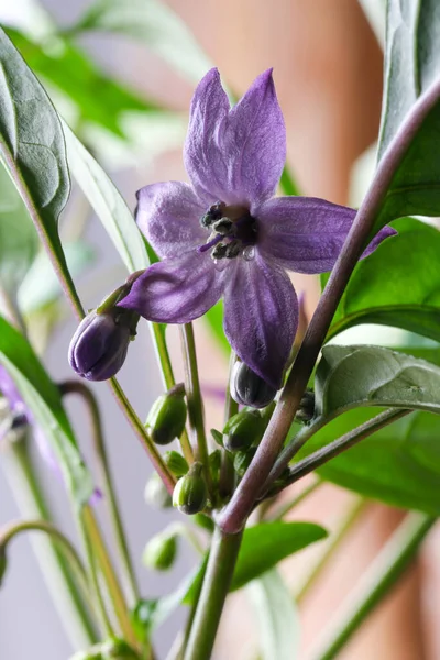 Paarse Bloem Van Indoor Hot Bittere Peper Close Macro Fotografie — Stockfoto