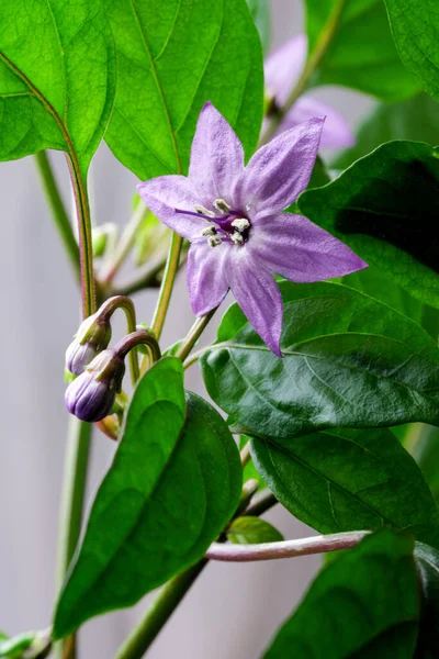 Paarse Bloem Van Indoor Hot Bittere Peper Close Macro Fotografie — Stockfoto