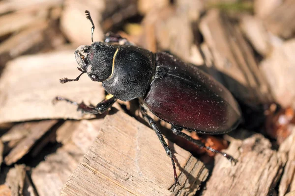 Träskärare Skalbagge Stora Insekt Svart Brun Färg Närbild Makro Fotografi — Stockfoto