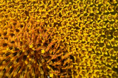 Bir yaz gününde çiçek açan parlak sarı ayçiçeği. Makro fotoğraf çekimi.