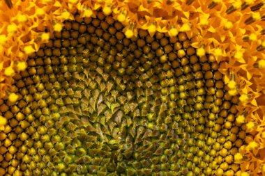 Bir yaz gününde çiçek açan parlak sarı ayçiçeği. Makro fotoğraf çekimi.