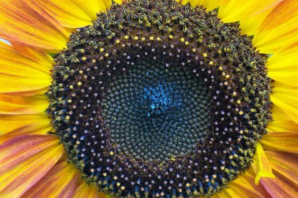 Fioritura Brillante Fiore Girasole Giallo Una Giornata Estiva Close Macro — Foto Stock