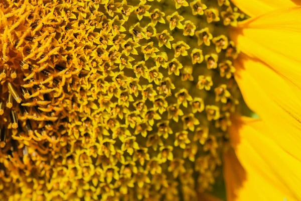 艳丽的黄色向日葵在夏日的近距离宏观摄影中绽放 — 图库照片