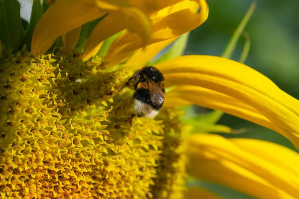 Bumblebee Samla Nektar Och Pollen Blommande Solros Blomma Sommardag Närbild — Stockfoto