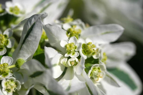 Summer White Flowers Garden Bright Sunny Day Close — Stockfoto