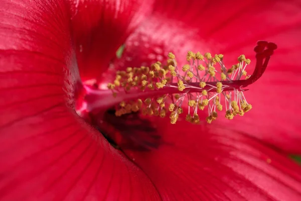 Verão Flores Vermelhas Jardim Dia Ensolarado Brilhante Closeup — Fotografia de Stock