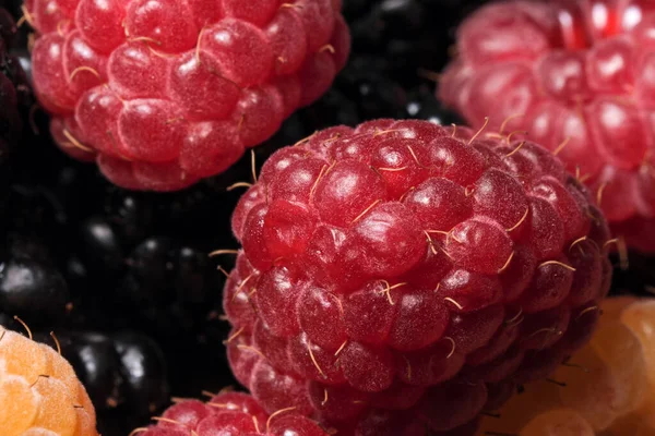 Fresh Ripe Sweet Summer Berries Mix Dessert Sugar Close Macro — Stock Photo, Image