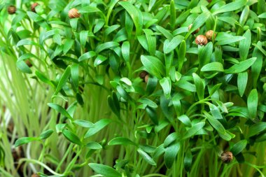 Cilantro filizlenir mikro yeşiller güçlendirilmiş vejetaryen yemekleri yakın çekim makro fotoğrafçılık