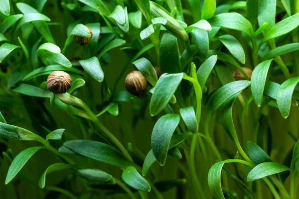 Cilantro Klíčky Mikrozeleně Opevněné Vegetariánské Potraviny Close Makrofotografie — Stock fotografie