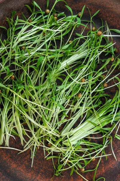 Cilantro Sprouts Micro Greens Fortified Vegetarian Food Close Macro Photography — Stock Photo, Image