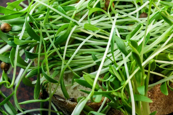 Cilantro Brotos Micro Verdes Alimentos Vegetarianos Fortificados Placa Cerâmica Marrom — Fotografia de Stock