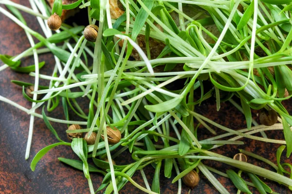 Choux Coriandre Micro Verts Aliments Végétariens Enrichis Close Macro Photographie — Photo