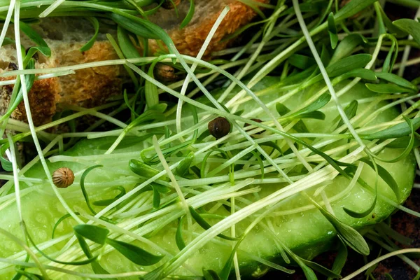 Cilantro Brotos Micro Verdes Alimentos Vegetarianos Fortificados Placa Cerâmica Marrom — Fotografia de Stock