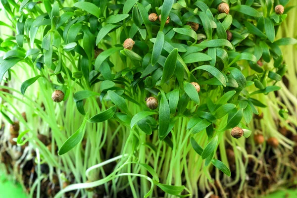 Cilantro filizlenir mikro yeşiller güçlendirilmiş vejetaryen yemekleri yakın çekim makro fotoğrafçılık