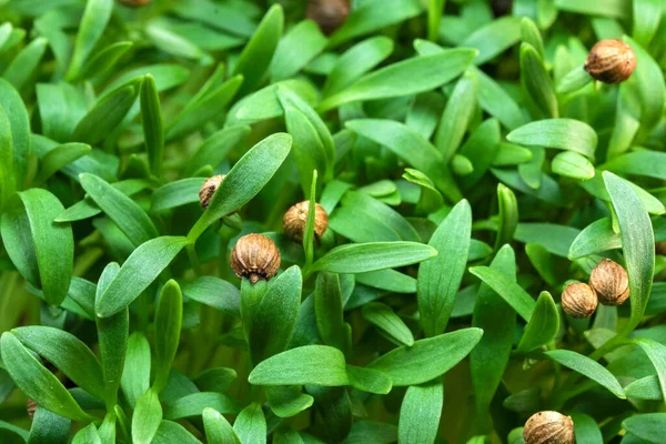 Cilantro Φύτρα Micro Χόρτα Οχυρωμένο Χορτοφαγικό Φαγητό Γκρο Πλαν Φωτογραφία — Φωτογραφία Αρχείου