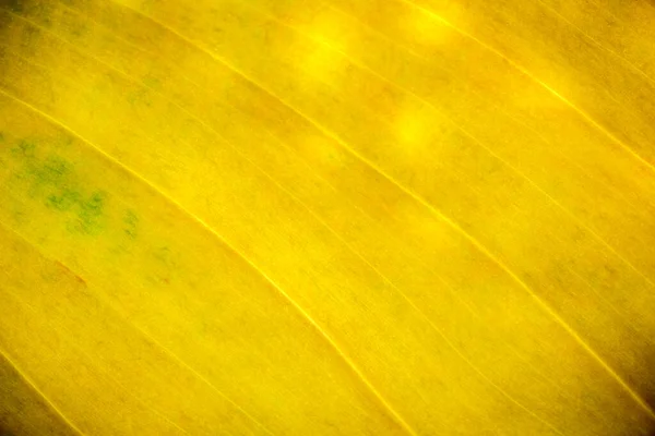 Yellow Vegetable Background Leaf Structure Close Macro Photography — Stock Photo, Image