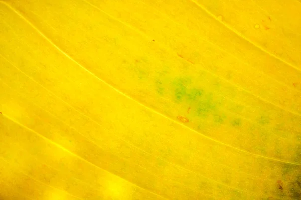 黄菜叶结构特写宏观摄影 — 图库照片