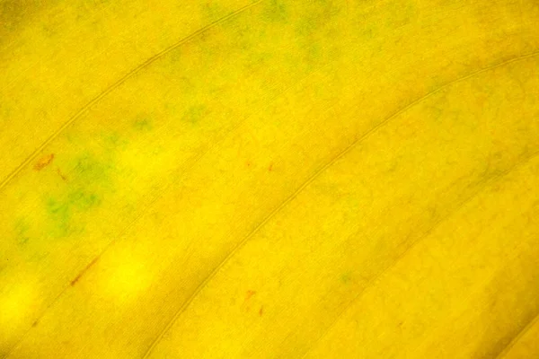 Yellow Vegetable Background Leaf Structure Close Macro Photography — Stock Photo, Image