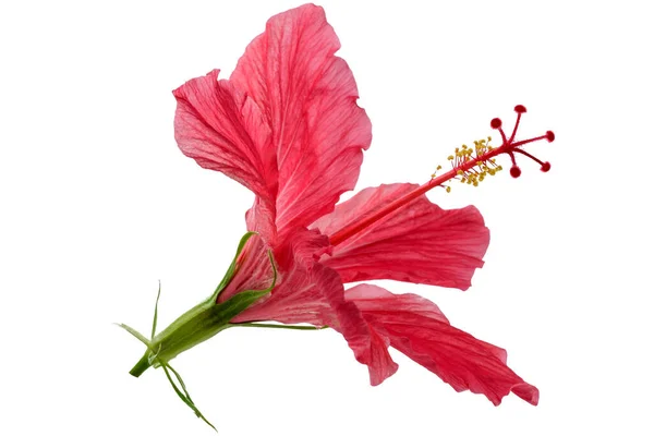 Flor Vermelha Hibisco Sírio Rosa Close Isolado Fundo Branco Macrofotografia — Fotografia de Stock