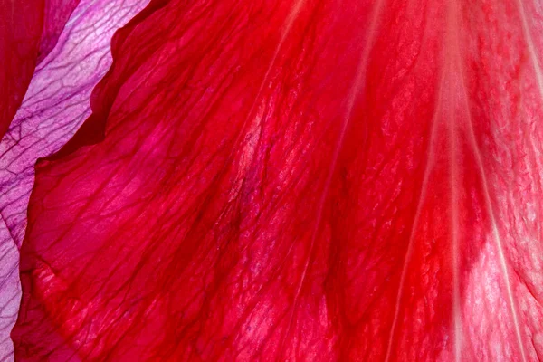 ハイビスカスの花びらの赤い植物の自然な背景シリアのバラクローズアップマクロ写真 — ストック写真
