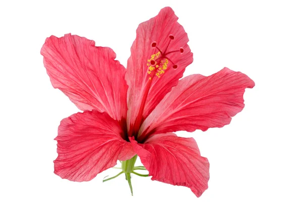 Red Flower Hibiscus Syrian Rose Close Isolated White Background Macro Stock Picture